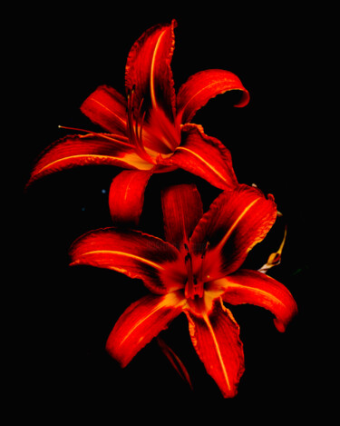 Fotografia intitolato "Daylily - flowers p…" da Maxime Guengant, Opera d'arte originale, Fotografia digitale
