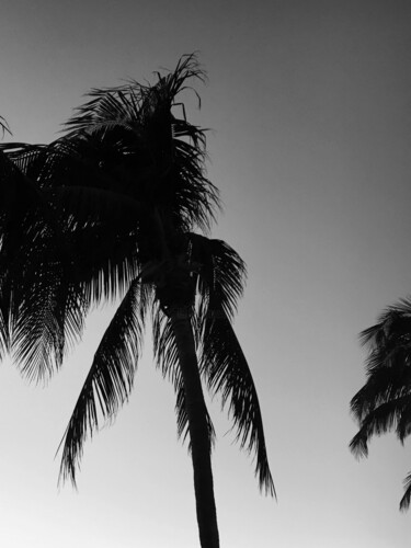 Fotografía titulada "Black & White Palm…" por Maxime Guengant, Obra de arte original, Fotografía digital