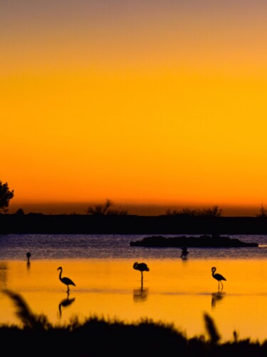 Fotografia zatytułowany „Flamingos” autorstwa Maxime Guengant, Oryginalna praca, Fotografia cyfrowa