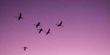 Фотография под названием "Flamingos on a purp…" - Maxime Guengant, Подлинное произведение искусства, Цифровая фотография