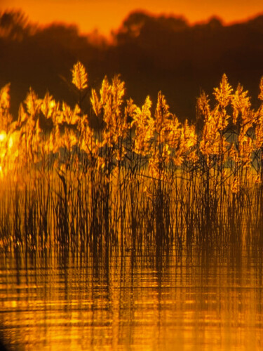 摄影 标题为“The Golden Reeds -…” 由Maxime Guengant, 原创艺术品, 数码摄影