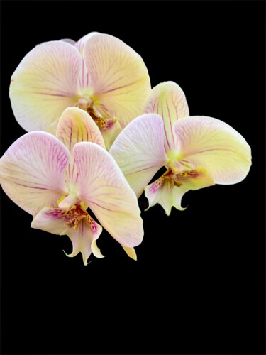 Фотография под названием "Orchid trio - Photo…" - Maxime Guengant, Подлинное произведение искусства, Цифровая фотография