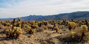 Photographie intitulée "Joshua Tree Park -…" par Maxime Guengant, Œuvre d'art originale, Photographie numérique