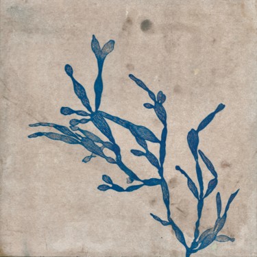 Peinture intitulée "algue Carpopeltis A…" par Maxime Tauban, Œuvre d'art originale, Aquarelle Monté sur Panneau de bois