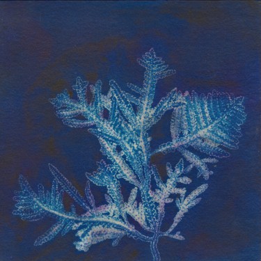 Peinture intitulée "algue Laurencia Con…" par Maxime Tauban, Œuvre d'art originale, Aquarelle Monté sur Panneau de bois