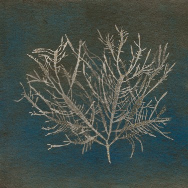 Peinture intitulée "algue Prionitis Pat…" par Maxime Tauban, Œuvre d'art originale, Aquarelle Monté sur Panneau de bois
