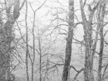 Photographie intitulée "Les arbres" par Maxime Tauban, Œuvre d'art originale, Photographie numérique Monté sur Carton