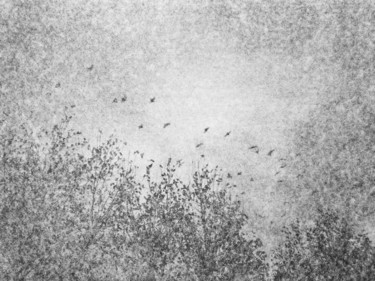 Photographie intitulée "les oiseaux" par Maxime Tauban, Œuvre d'art originale, Photographie numérique Monté sur Carton