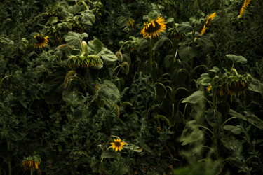 Photography titled "Tournesol" by Maximilien Dhumerelle (Max Dhum), Original Artwork, Digital Photography