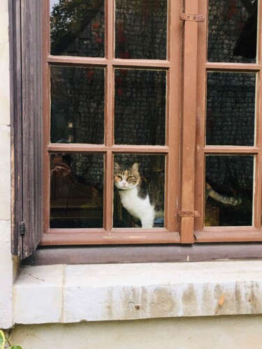 Fotografie mit dem Titel "Chat à la fenêtre" von Patrick Maze, Original-Kunstwerk, Digitale Fotografie