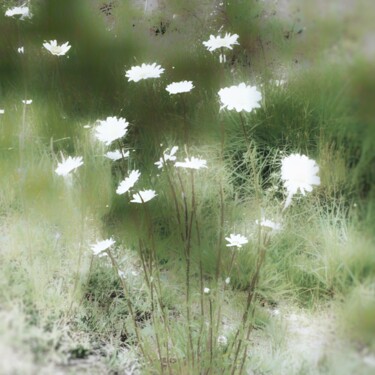 Fotografie mit dem Titel "Fleurs des champs" von Patrick Maze, Original-Kunstwerk, Digitale Fotografie