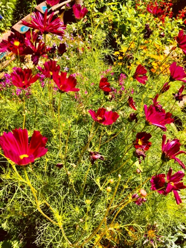 Photographie intitulée "Fleurs d’été" par Patrick Maze, Œuvre d'art originale, Photographie numérique