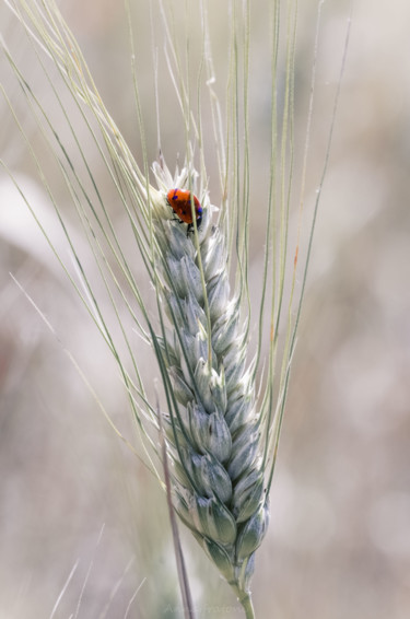 Photographie intitulée "Dans le blé" par Anna Fratoni, Œuvre d'art originale