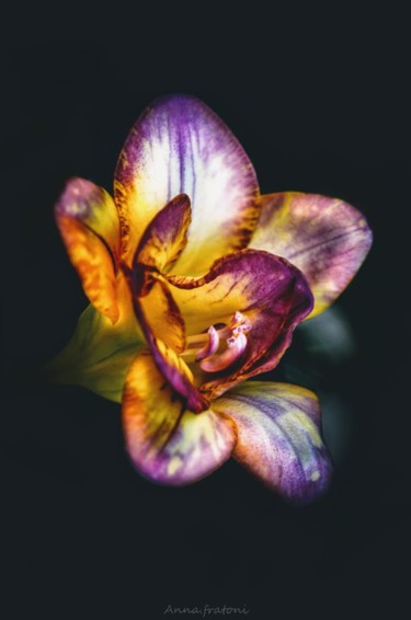 Photography titled "Flower" by Anna Fratoni, Original Artwork