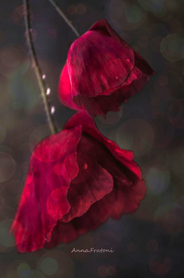 Photographie intitulée "Halo" par Anna Fratoni, Œuvre d'art originale