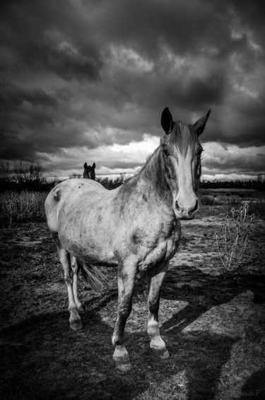 Photographie intitulée "Horses" par Anna Fratoni, Œuvre d'art originale