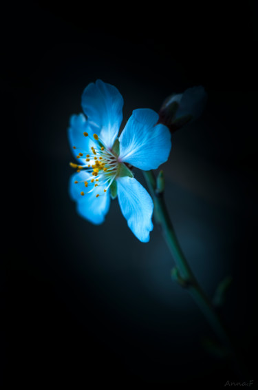 Fotografia intitolato "L'heure bleu" da Anna Fratoni, Opera d'arte originale