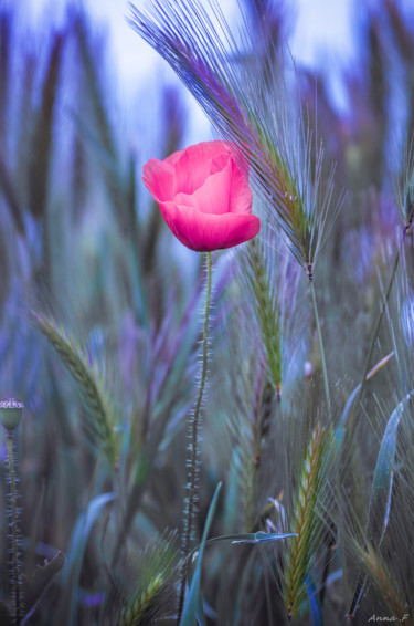 Fotografía titulada "Dans le vent" por Anna Fratoni, Obra de arte original