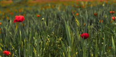 Photographie intitulée "Sur fond de blés" par Anna Fratoni, Œuvre d'art originale