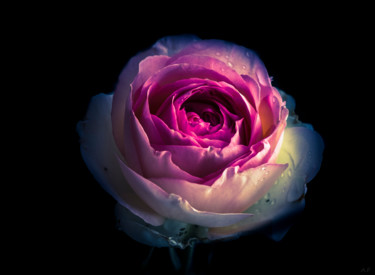 Photography titled "La rose" by Anna Fratoni, Original Artwork