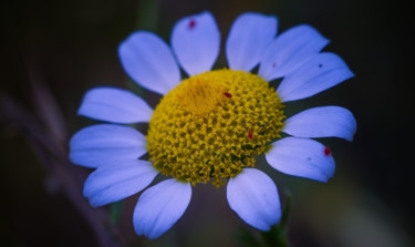 Photography titled "Les grains de beauté" by Anna Fratoni, Original Artwork