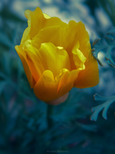 Photography titled "Yellow" by Anna Fratoni, Original Artwork