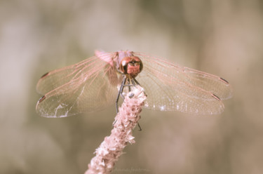 제목이 "Dragonfly"인 사진 Anna Fratoni로, 원작