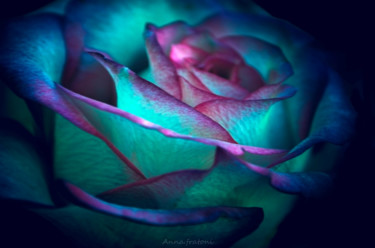 Photographie intitulée "Une rose" par Anna Fratoni, Œuvre d'art originale