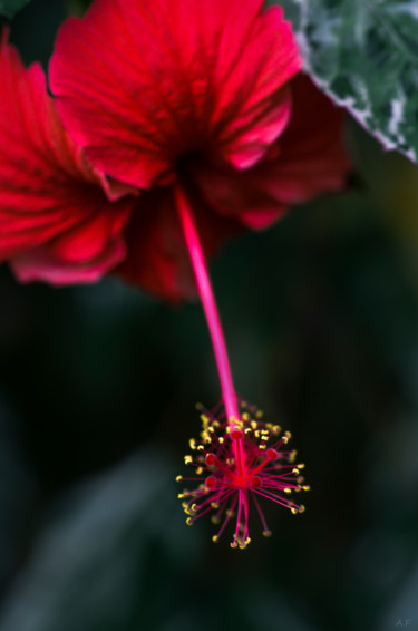 摄影 标题为“Hibiscus” 由Anna Fratoni, 原创艺术品
