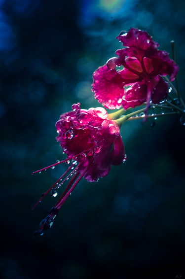 Photographie intitulée "Sous la pluie" par Anna Fratoni, Œuvre d'art originale