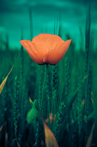 Photography titled "Coquelicot d'Or" by Anna Fratoni, Original Artwork, Digital Photography