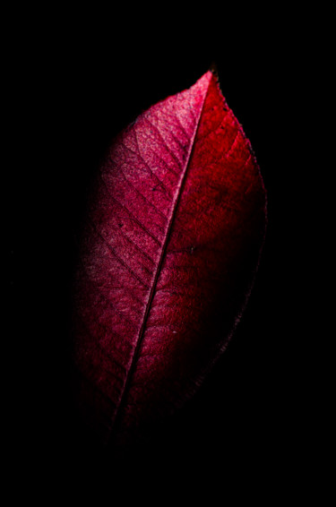 Photographie intitulée "Simply Red" par Anna Fratoni, Œuvre d'art originale, Photographie numérique