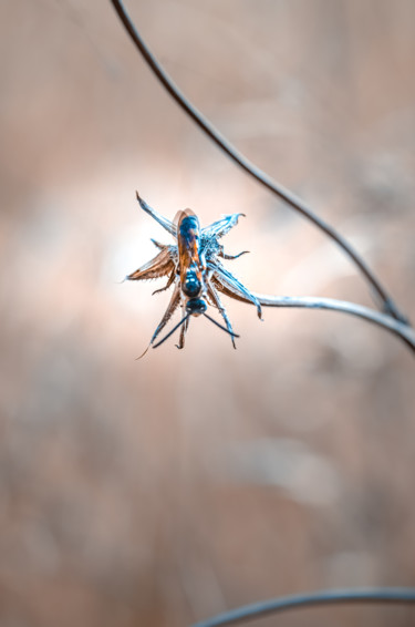 Photographie intitulée "La Broche" par Anna Fratoni, Œuvre d'art originale, Photographie numérique