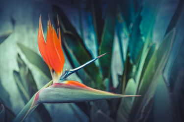 Photographie intitulée "L'oiseau d'un parad…" par Anna Fratoni, Œuvre d'art originale, Photographie numérique