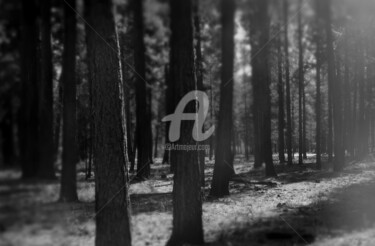 Photography titled ""A Forest"" by Michael C Bertsch, Original Artwork