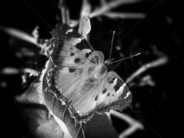 Photography titled ""Butterfly Right"" by Michael C Bertsch, Original Artwork