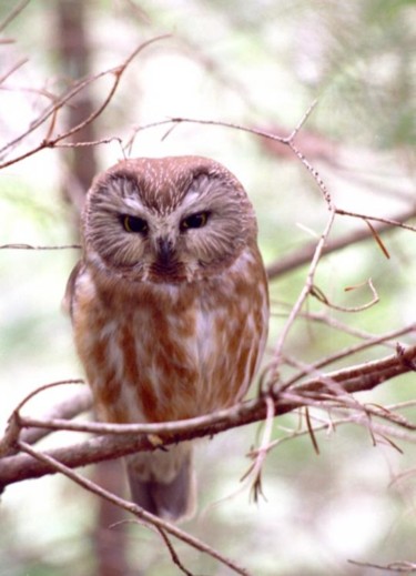 Photography titled "Sawheet Owl" by James Mckenney, Original Artwork