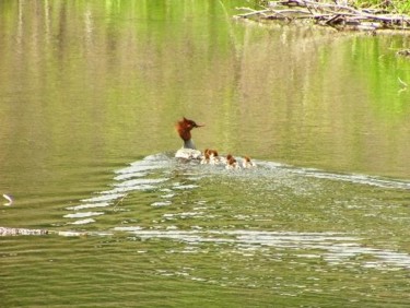 Photography titled "The baby ducklings" by James Mckenney, Original Artwork