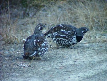Photography titled "Spruce Grouse" by James Mckenney, Original Artwork