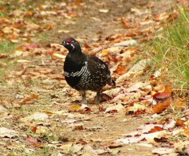 Photography titled "Male Spruce Grouse…" by James Mckenney, Original Artwork