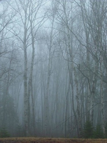 Photography titled "Foggy trees" by James Mckenney, Original Artwork