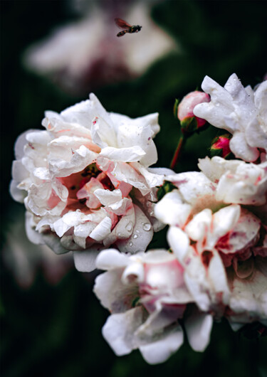 Photographie intitulée "Les roses sauvages" par Melancholya, Œuvre d'art originale, Photographie numérique