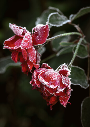 Photographie intitulée "Les roses gelées" par Melancholya, Œuvre d'art originale, Photographie numérique
