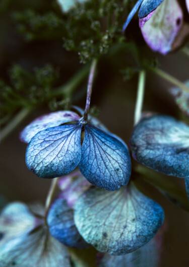 Фотография под названием "L'hortensia bleu" - Melancholya, Подлинное произведение искусства, Цифровая фотография