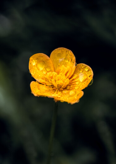 Photographie intitulée "Le bouton d'or" par Melancholya, Œuvre d'art originale, Photographie numérique