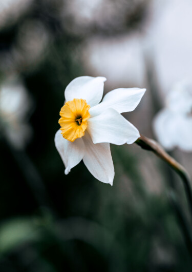 Photographie intitulée "Le narcisse" par Melancholya, Œuvre d'art originale, Photographie numérique