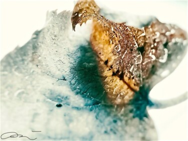 Photographie intitulée "Feuille d’hiver" par Mélanie Stéphanie Massé Artiste, Œuvre d'art originale, Photographie numérique