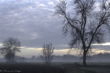 Fotografie mit dem Titel "Arbres au petit mat…" von Memario Vespa, Original-Kunstwerk