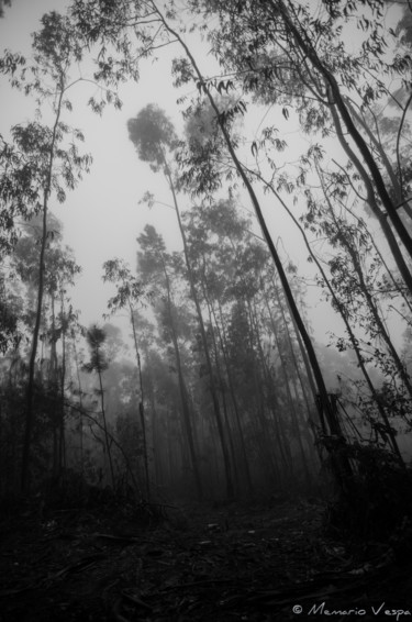 Photography titled "Eucalyptus sous la…" by Memario Vespa, Original Artwork