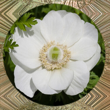 Digital Arts titled "Anemone White" by Richard Cresswell Thomas, Original Artwork, 2D Digital Work